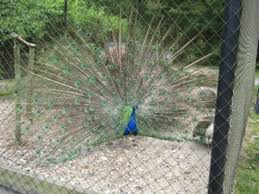 Our park is open to the public as the animal farm petting zoo. Long Island Game Farm Wildlife And Petting Zoo Fun For Families Today S Mama