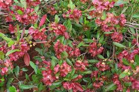 Image result for Dodonaea viscosa