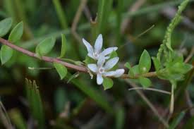 Image result for Lysimachia angustiloba