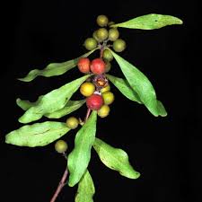 Image result for Euclea