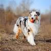 The collie is a devoted family dog, especially with children. 1