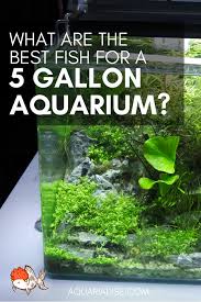 Best Ways To Stock A Five Gallon Fish Tank Aquariadise 5 Gallon Aquarium Fresh Water Fish Tank Aquarium Fish Tank