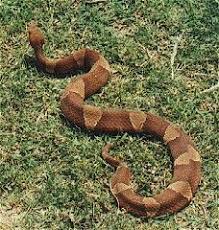 404 Not Found Snake Poisonous Snakes Beautiful Snakes