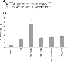 I've also tried switching the cables to see if it was a faulty port, however my primary monitor works in both, just the secondary that remains black. The Extreme C Terminal Region Of Kindlin 2 Is Critical To Its Regulation Of Integrin Activation Sciencedirect