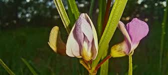 Image result for Dolichos trinervatus