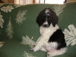 Black And White Standard Poodle Puppy Whoops I Couldn T Find That Listing Sorry Poodle Puppy Standard Poodle Puppy Standard Poodle