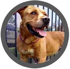 This section is powered by shelterluv. Friends Of Long Beach Animals