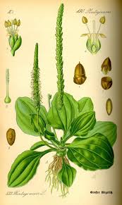 Image result for Plantaginaceae