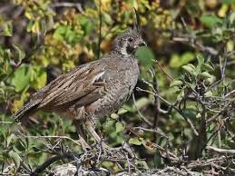 Image result for quail