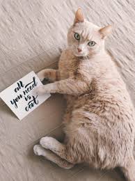 Even though each species has its own distinct looks and characteristics. 70 Cat Trivia Quiz Questions And Answers Hubpages