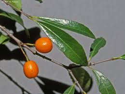 Image result for Elaeodendron