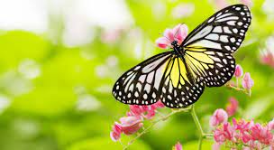 With showy purple spikes of flowers and leaves that resemble clumps of grass. 20 Proven Plants That Attract Butterflies 2021 Guide Bird Watching Hq