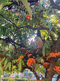 Image result for Dasylepis eggelingii