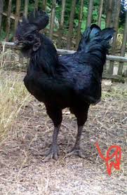 Hafal nama buku bible (bahagian 2). Island Of Dayak Khasiat Ayam Selasih Khasiat Ayam Facebook