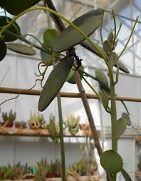 Image result for Xeroderris