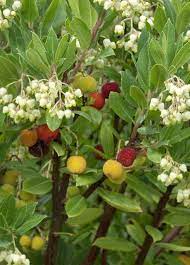 Use as single accent shrub, or mass for screens or hedges. Dwarf Strawberry Tree Strawberry Tree Strawberry Bush Plants