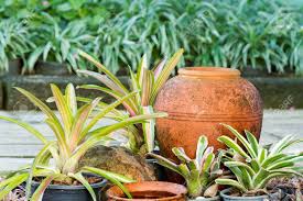 Las flores y las plantas son una forma de decoración que nunca pasa de moda. Vasija De Barro De Agua De Colores Decorar Con Plantas De Bromelias En Jardin Fotos Retratos Imagenes Y Fotografia De Archivo Libres De Derecho Image 60387647