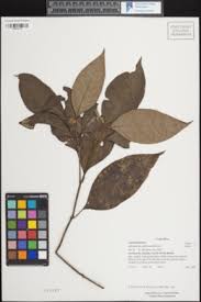 Image result for Achyropsis leptostachya