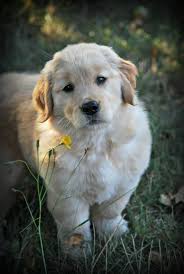 Nikmor Goldens Golden Retrievers Quispamsis New Brunswick Canada Golden Retriever Quispamsis Retriever Puppy