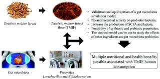 Tenebrio is a genus of darkling beetles. Potential Prebiotic Activity Of Tenebrio Molitor Insect Flour Using An Optimized In Vitro Gut Microbiota Model Food Function Rsc Publishing