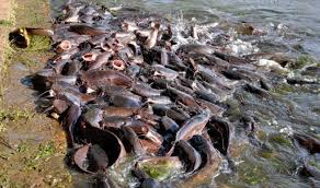 Hasil gambar untuk lele