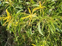 Image result for Acacia auriculiformis