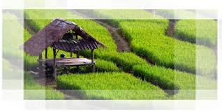Kementerian pertanian (dahulu departemen pertanian, disingkat deptan) adalah salah satu kementerian di indonesia yang membidangi urusan pertanian, perkebunan dan peternakan. Soal Cpns Tkb Pertanian Terbaru Hanibi