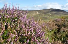 In den letzten beiden jahren hat sie allerdings aufgrund der witterung bereits ende juli angefangen zu blühen. Schottlandreisen Zur Heideblute Schottland Reise Com