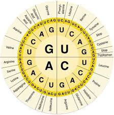 El Codigo Genetico Ensenanza Biologia Notas De Biologia Biologia Molecular