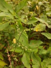 Image result for Pseudechinolaena