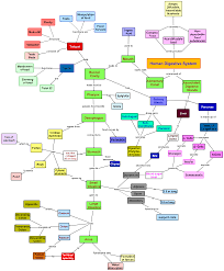 File Chavan R L Khandagale V S Human Digestive System Concept Map Png Wikimedia Commons