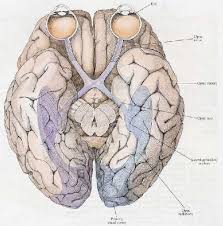 Big Brain The Origins And Future Of Human Intelligence Brain Facts Brain Anatomy Visual Cortex