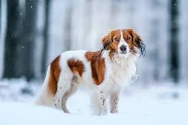 Nederlandse kooikerhondje wurden zur jagd in den sogenannten koois eingesetzt. Kooikerhondje Steckbrief Charakter Pflege Haltung