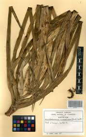 Image result for Ancistrorhynchus clandestinus