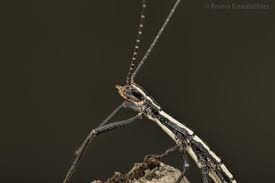 Image result for Anisopappus paucidentatus