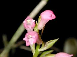 Image result for Angraecum infundibulare