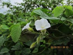 Image result for Merremia palmata