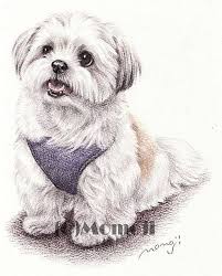 Http Www Momoji Ya Com Shih Tzu Draw Dog Paintings Dog Drawing Dog Tattoos