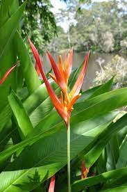 Pin On Flower Id