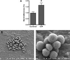 Image result for Staphylococcus Saprophyticus