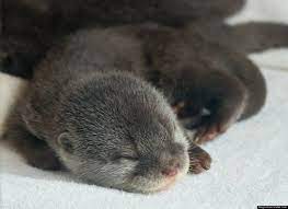 Photos Painfully Cute Baby Otters Baby Otters Baby Sea Otters Cute Baby Animals