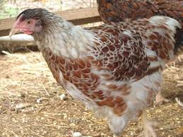 Hello, to all those new backyard chicken people who have joined this site for chickens. Backyard Chicken Breeds Different Chickens For Different Lifestyles