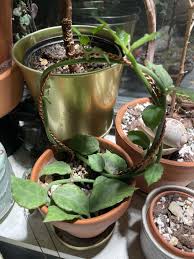 Image result for Ceropegia rendallii
