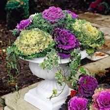 Maybe you would like to learn more about one of these? Ornamental Cabbage Seeds Mix Flower Seeds In Packets Bulk Eden Brothers
