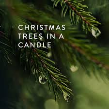 Amazon Com Thymes Candle 17 Oz Frasier Fir Beauty