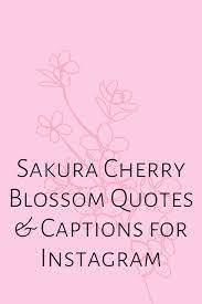 73 Sakura Cherry Blossom Quotes Captions For Instagram Darling Quote