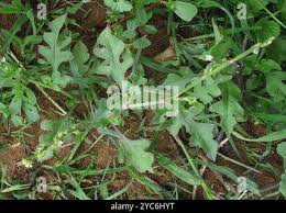 Image result for Oxygonum