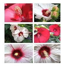 Image result for Litanthus pusillus