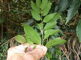 Image result for Cleistanthus