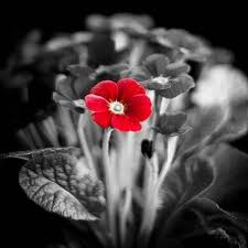 Pin En Black White 3th Color